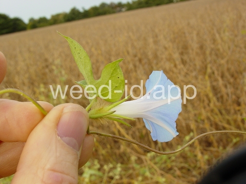 morningglory, pitted